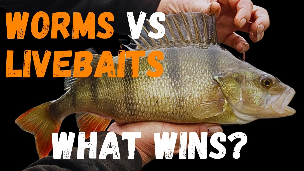 Что нужно знать, чтобы поймать БОЛЬШОГО канального ОКУНЯ