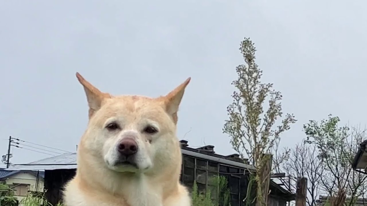 くもりだと思ってたら雨だったももちゃん