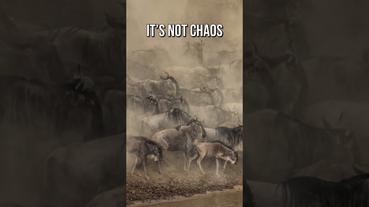 The Thunder Herd | Blue Wildebeest Lesser-Known Facts | S1 002