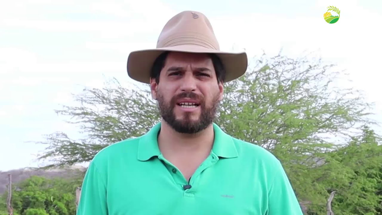 Ovinocultura: Criação e Manejo de Ovinos de Corte no Semiárido