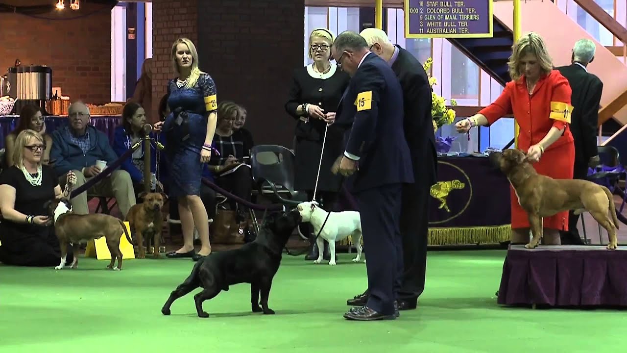 Staffordshire Bull Terrier Westminster Kennel Club Dog Show 2016