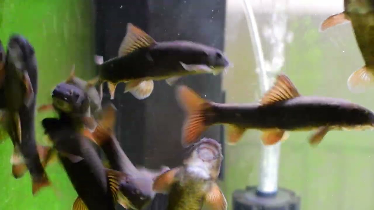 Spa-fish, Garra rufa.