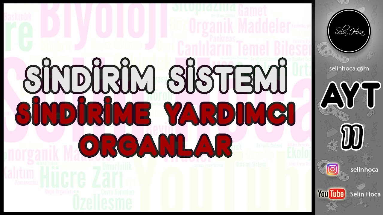 17) Sindirim Sistemi - Sindirime Yardımcı Organlar