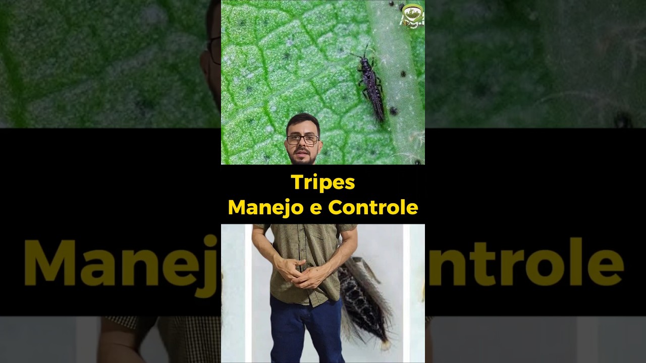 Manejo e Controle de Tripes