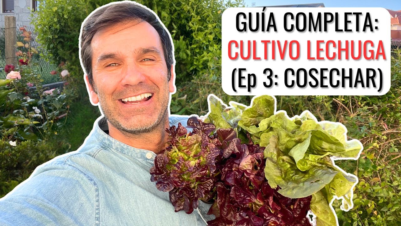 GUÍA DE CULTIVO LECHUGAS: cultivar y cosechar lechuga (Ep 03) || en20metros