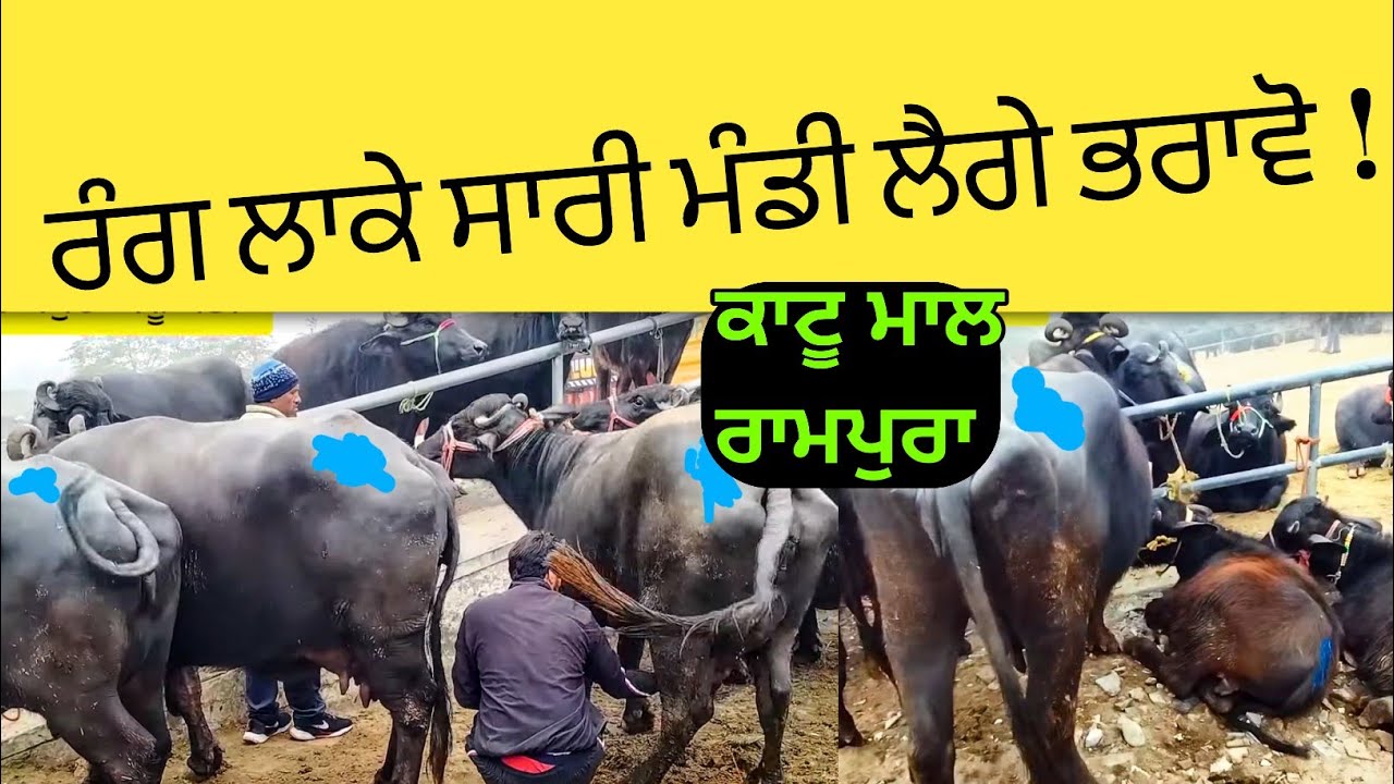 ਕਾਟੂ ਮਾਲ ਰਾਮਪੁਰਾ ਵਿੱਚ ਚਲਗੀਆ ਜਬਰ ਦਸਤ ਕੱਟੀਆਂ ,ਸੱਜਰਾ❗ #pashumandi