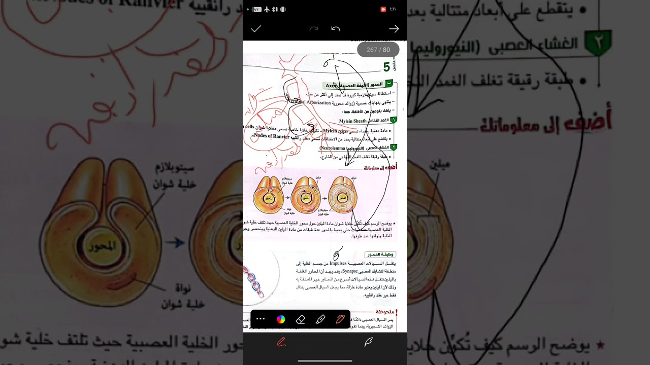 الدرس الاهم 💪🏻الدرس الثالث: السيال العصبي🧠 #السيالـالعصبي#احياءـتانيةـثانوي#الاحساسـفيـالانسان