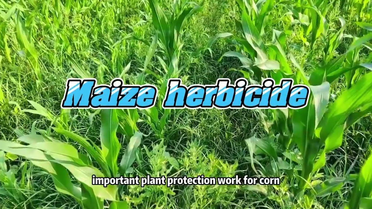 Борьба с сорняками на кукурузе
