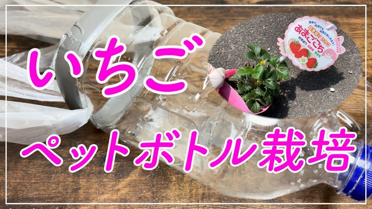 【ペットボトル栽培】イチゴをペットボトルで育てる