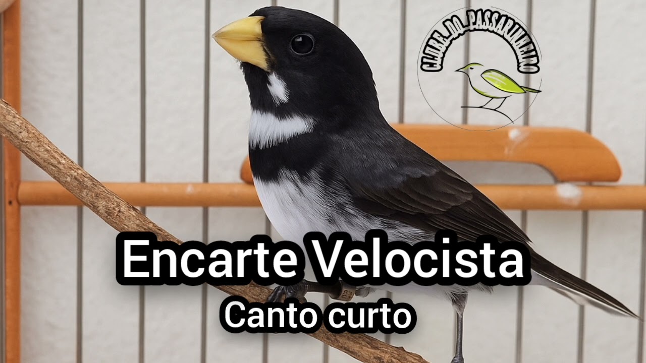 Encarte coleiro Velocista canto curto 