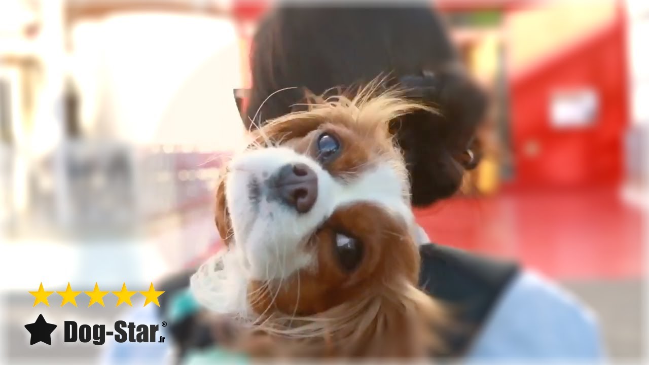 Sac &agrave; dos pour petit chien | Dog star&trade;