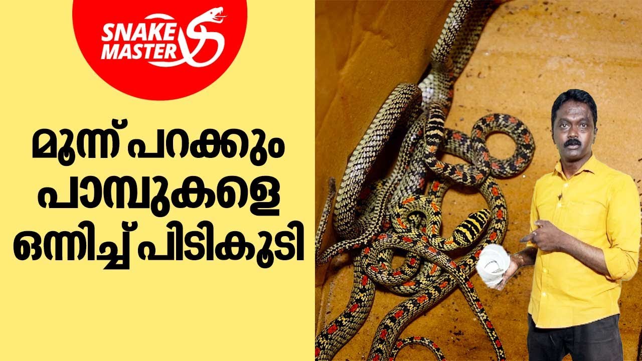 മൂന്ന് പറക്കും പാമ്പുകളെ ഒന്നിച്ച് പിടികൂടി | Vava Suresh | Snakemaster EP 996
