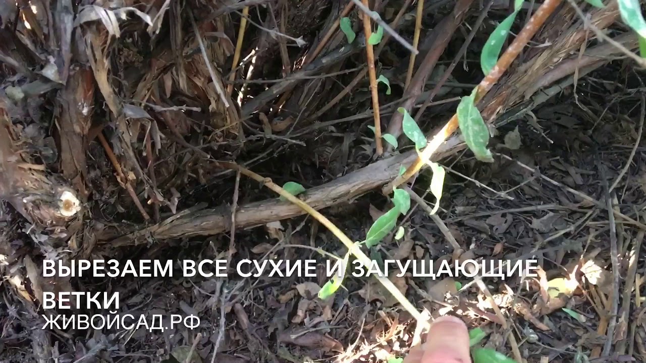Обрезка жимолости