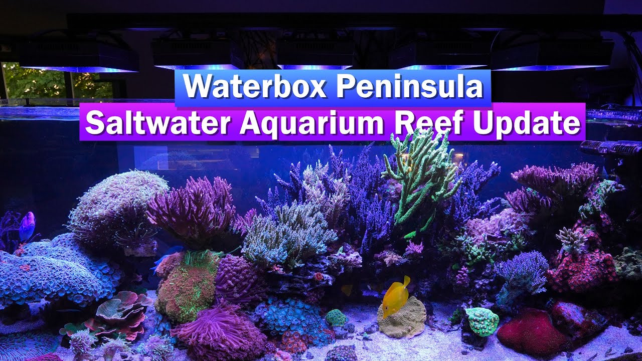 Waterbox Peninsula 7225 - Saltwater Reef Tank Update