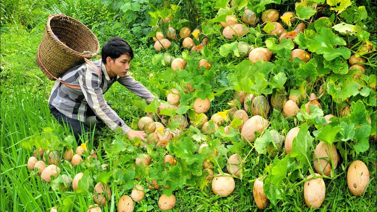 Daily Life Alone, Harvesting Ripe Pumpkins for Sale | Triệu Văn Tính