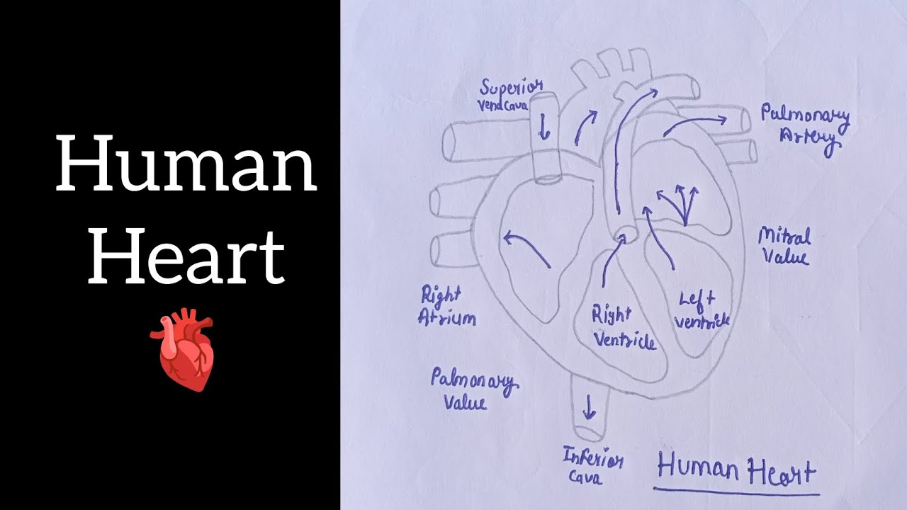 Human heart drawing // Easy human heart drawing // Step by step easy drawing 