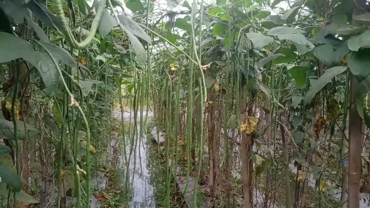 Kacang Panjang Garda Tetap Berbuah Lebat Di Lahan Extrem