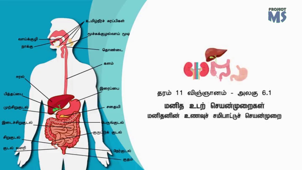 SCIENCE GRADE 11 UNIT 6 | விஞ்ஞானம் தரம் 11 அலகு 6  மனித உடற் செயன்முறைகள் பகுதி 1 சமிபாடு