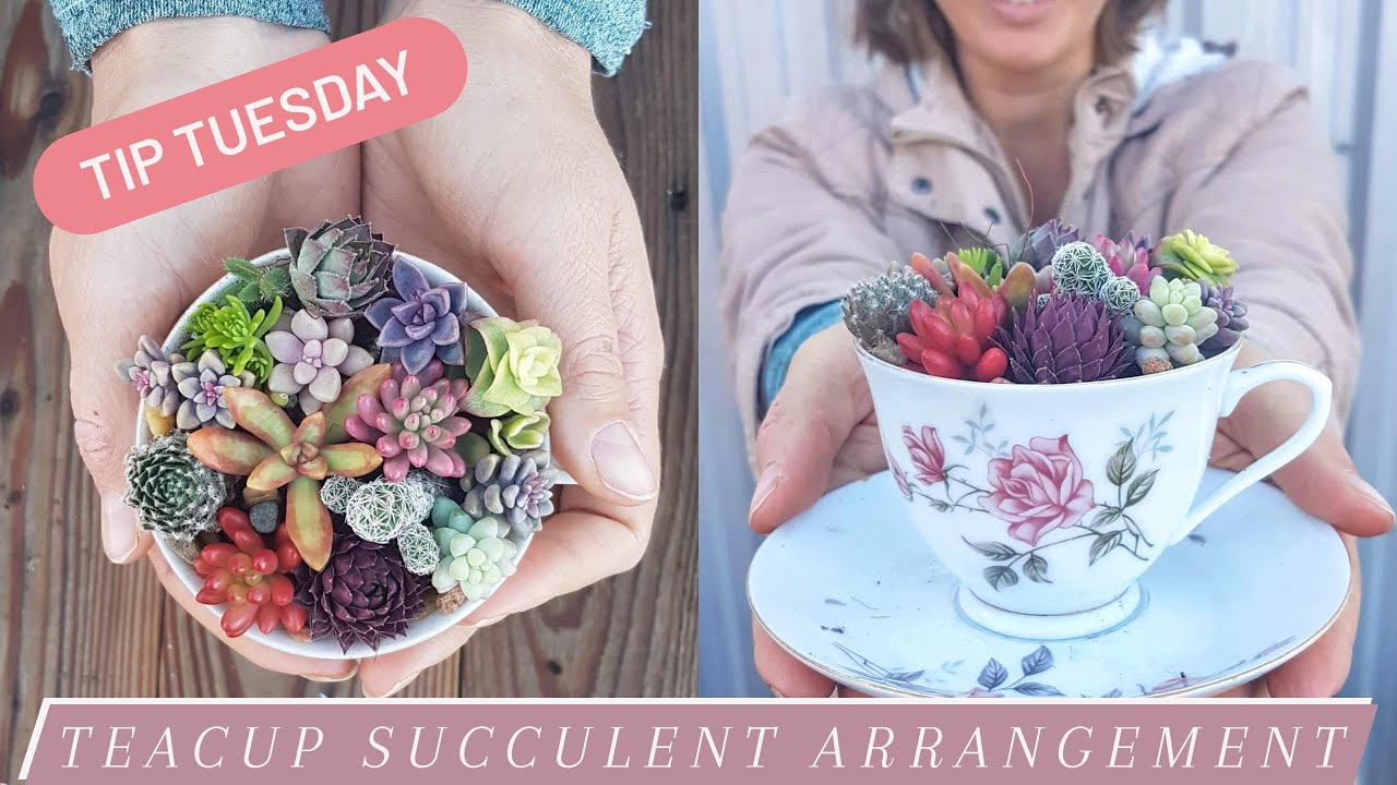 Tip Tuesday: Teacup Succulent Arrangements