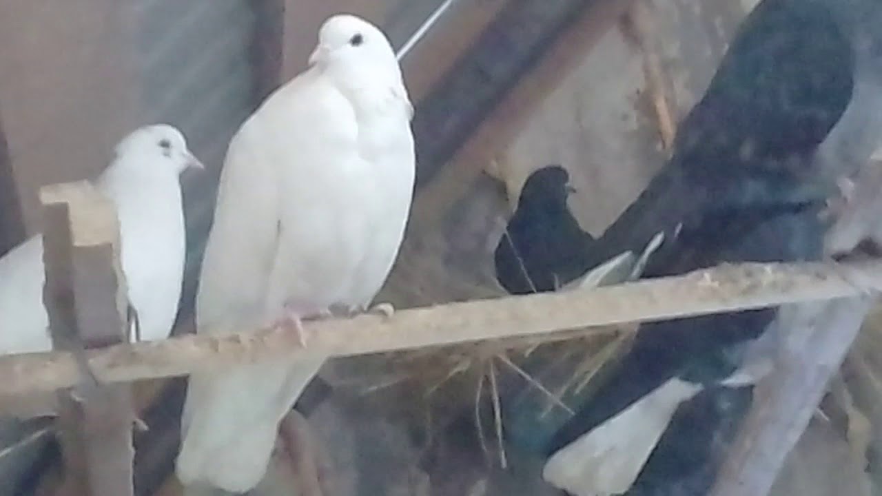 АСД для голубей Ч-2.