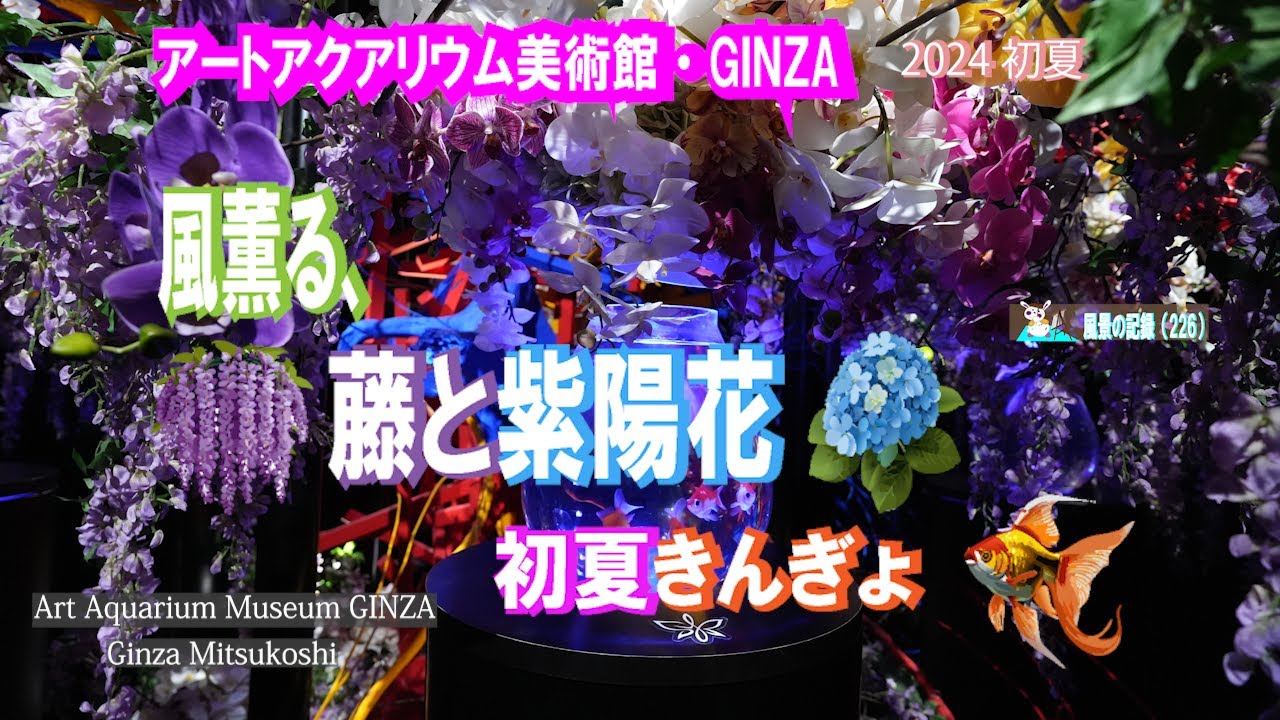 アートアクアリウム美術館　銀座　2024初夏　【Art Aquarium Museum GINZA】　「風薫る、藤と紫陽花　初夏きんぎょ」