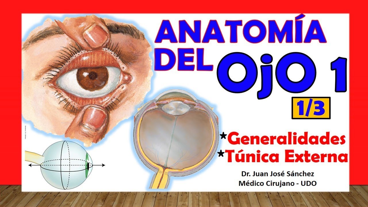 🥇 Anatom&iacute;a del OJO 1/3 - Generalidades y T&uacute;nica Externa