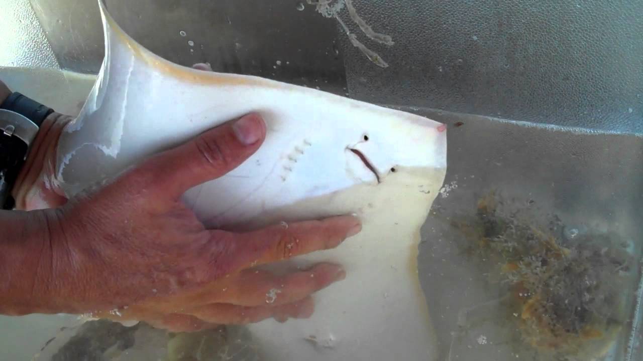 Smooth butterfly ray