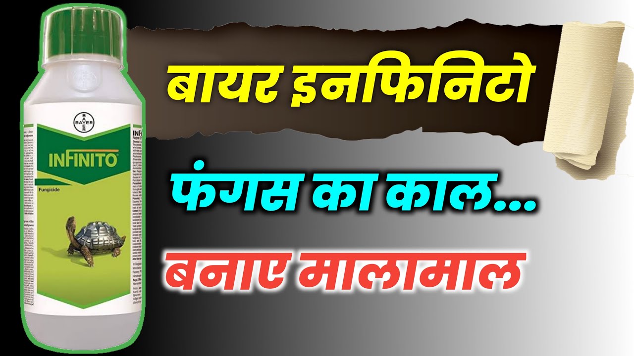 बायर इंफिनिटों की पूरी जानकारी। Bayer Infinito। Fungicide। Sabse acha fungicide। अच्छा फफुंदनाशक।