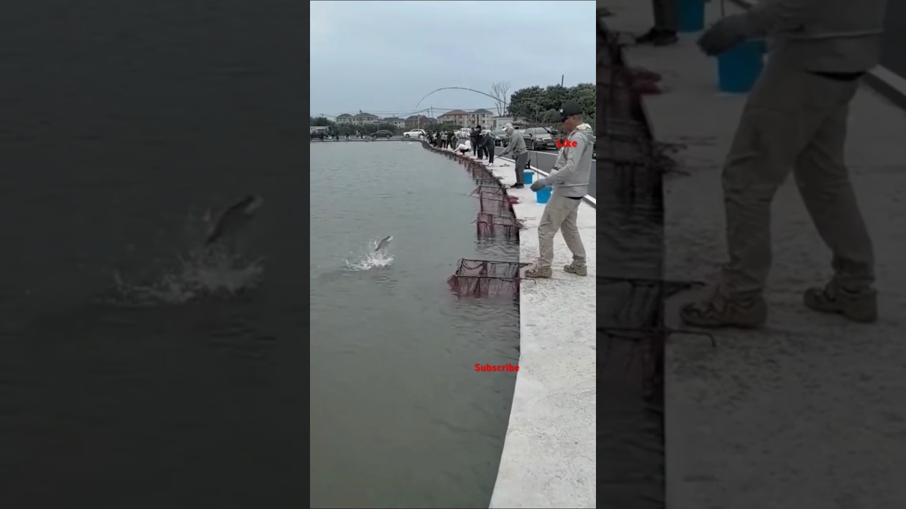 Fishing 🎣 compitition how to fishing#shortvideo #fish #fishingcontent