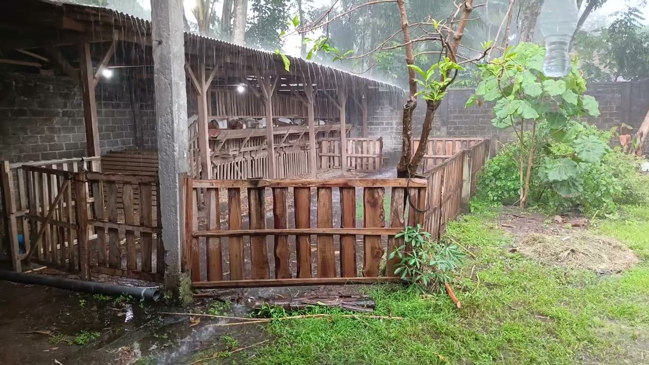 Suasana kandang kambing 🐐🐏 saat hujan deras 🌧🌧🌧