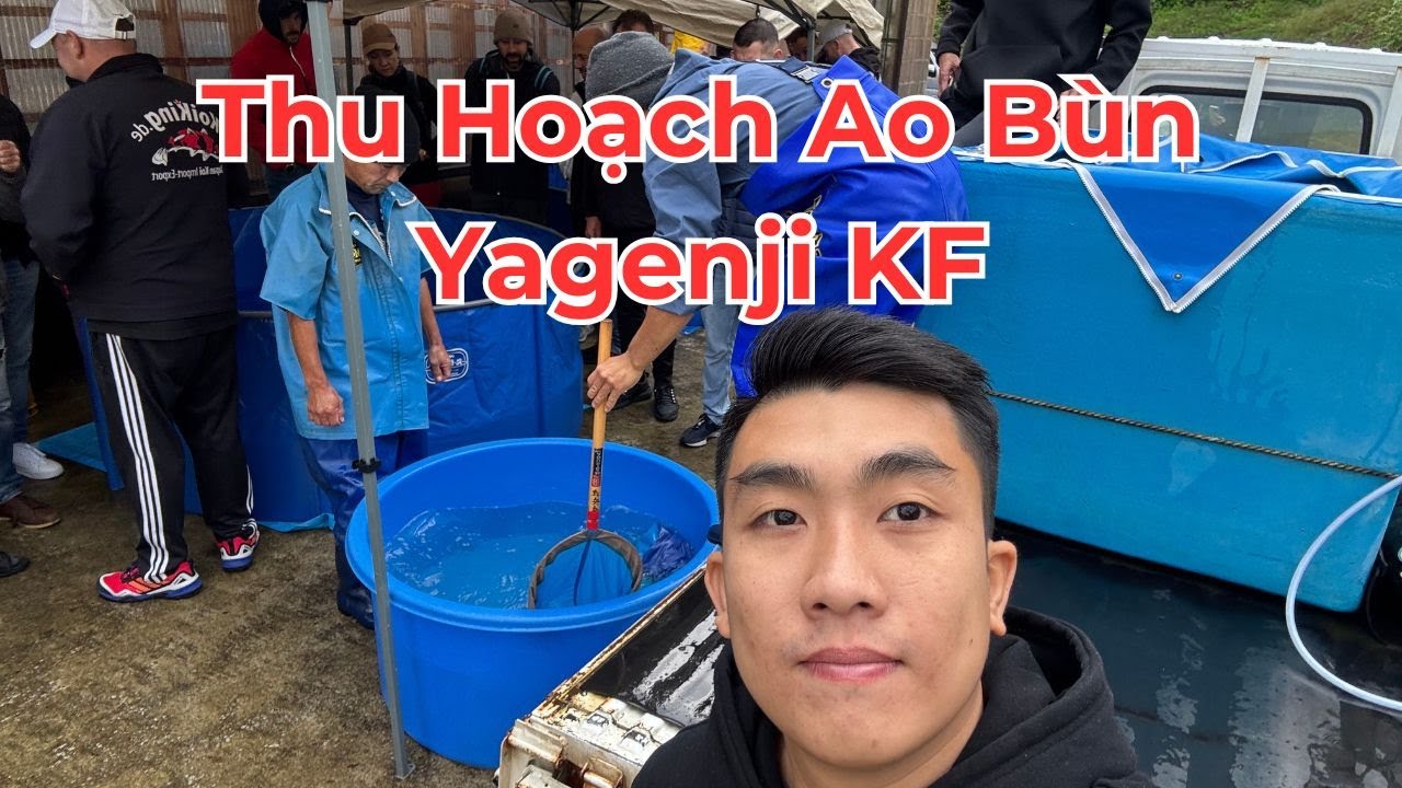 Bốc thăm thứ tự lựa cá koi thu hoạch ao bùn tại Yagenji Koi Farm #cakoinhat  #koifish #loczenkoi