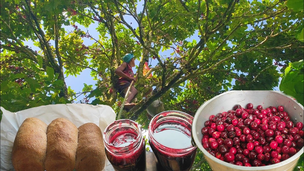 From this big tree we made delicious cherry jam with fresh - baked whole wheat bread