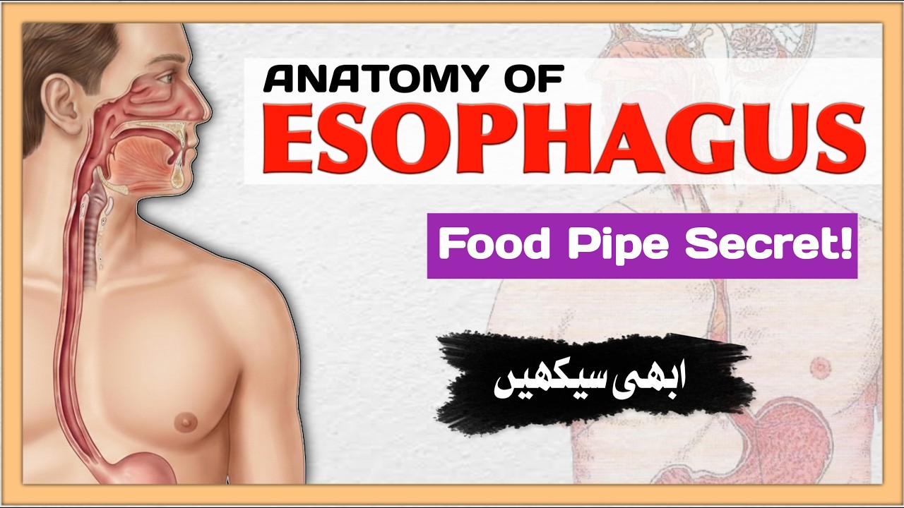 Esophagus Anatomy Explained in 5 Minutes | Structure, Functions & Sphincters