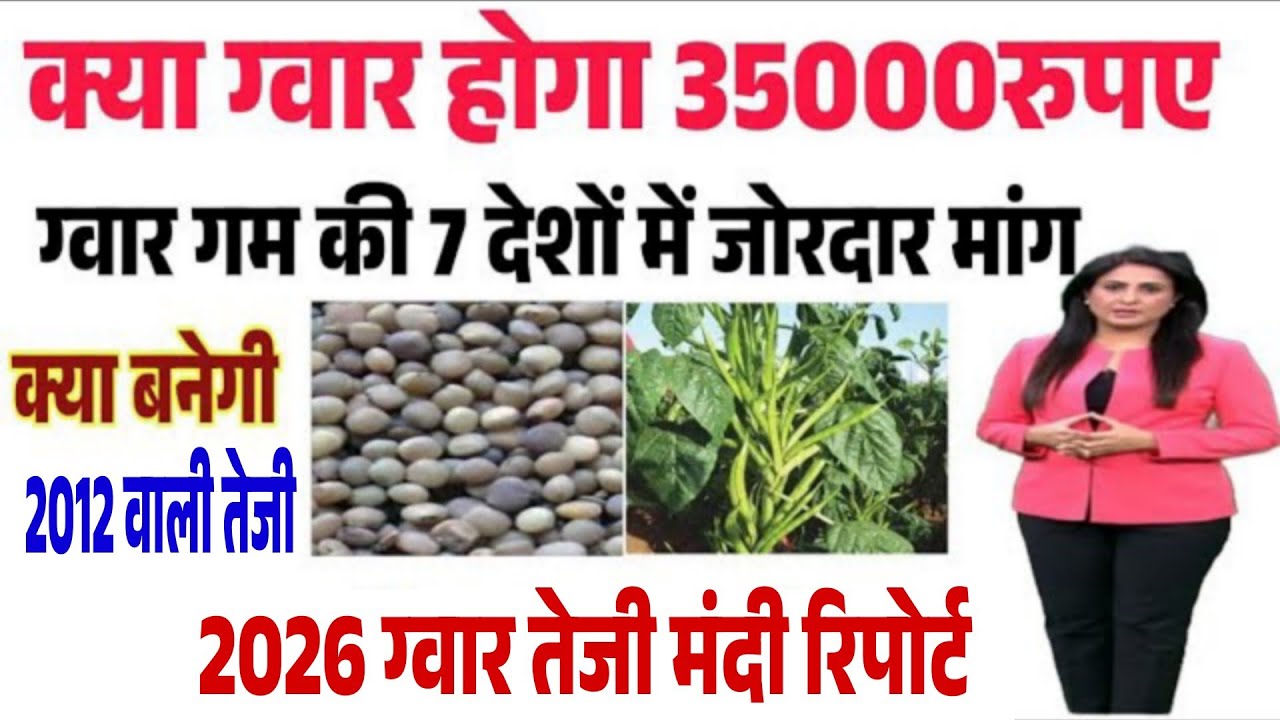 ग्वार गम निर्यात को मंजूरी ग्वार में बनेगी जोरदार तेजी gwar gam  niryat khabar, gwar ka bhav