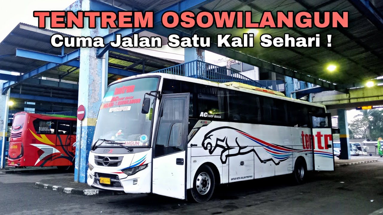 Cuma Ada Sehari Sekali❗Cepat Dan Banyak Langganannya! Trip Tentrem Osowilangun