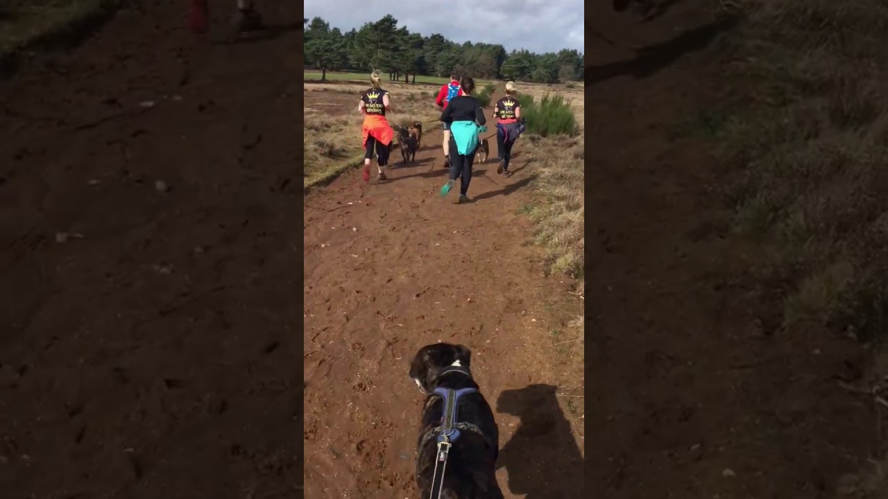 Canicross running with rescue dogs - Jethro joins the DogFit Team