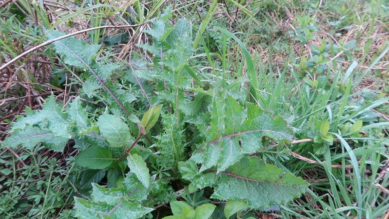 It's Not Really Prickly Puha But It Is Prickly Puha