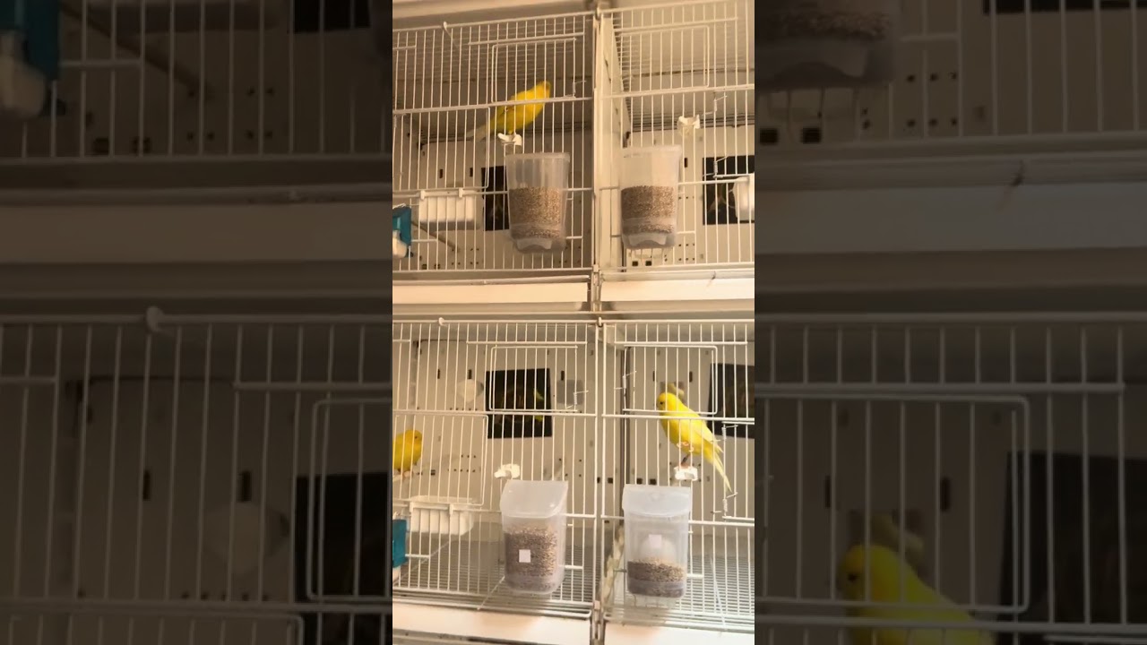 Comenzamos a preparar a los machos para cría sin luz aun. 