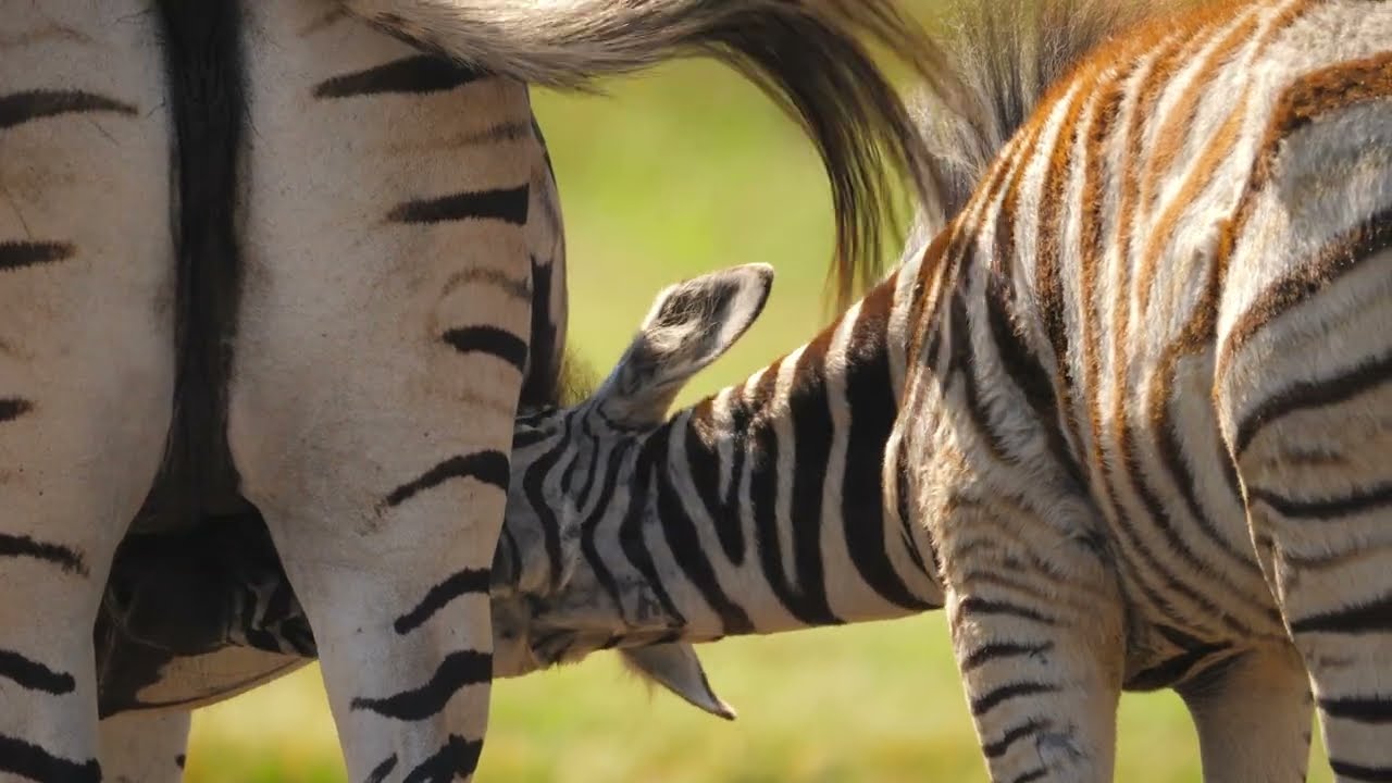 close up of two bushel's zebra, foal drinks milk from mother,  | Premium Video Footage | 4K