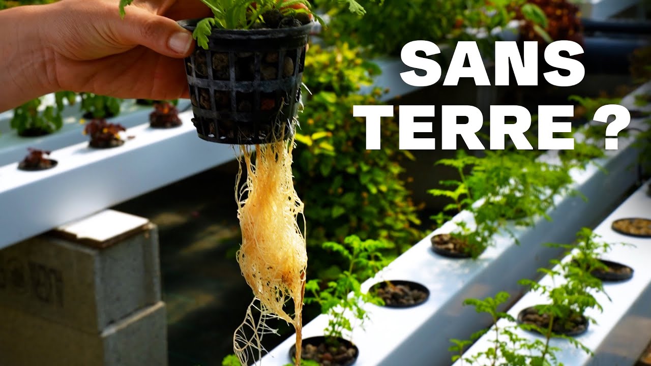 Ils cultivent SANS terre : immersion dans le métier de maraîcher en hydroponie