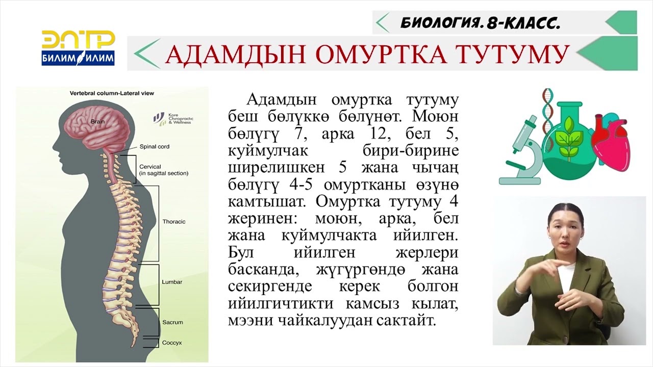 ТАЯНГЫЧ ЖАНА КЫЙМЫЛДАТКЫЧ СИСТЕМАСЫ БУЛЧУҢ