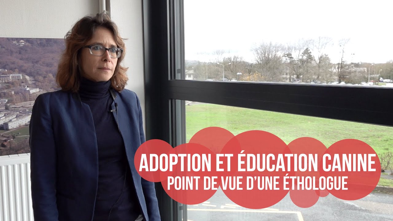 Adoption et éducation canine : point de vue d'une éthologue