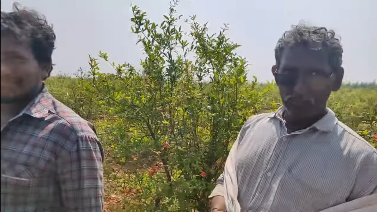 Crop inspection 