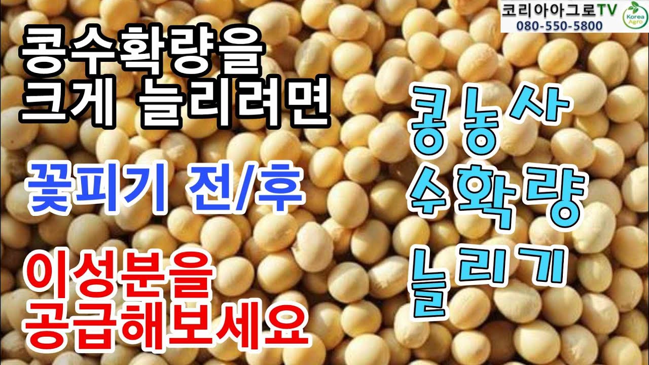 콩 수확량을 크게 늘리려면 꽃피기 전/후 이 성분을 공급해보세요.