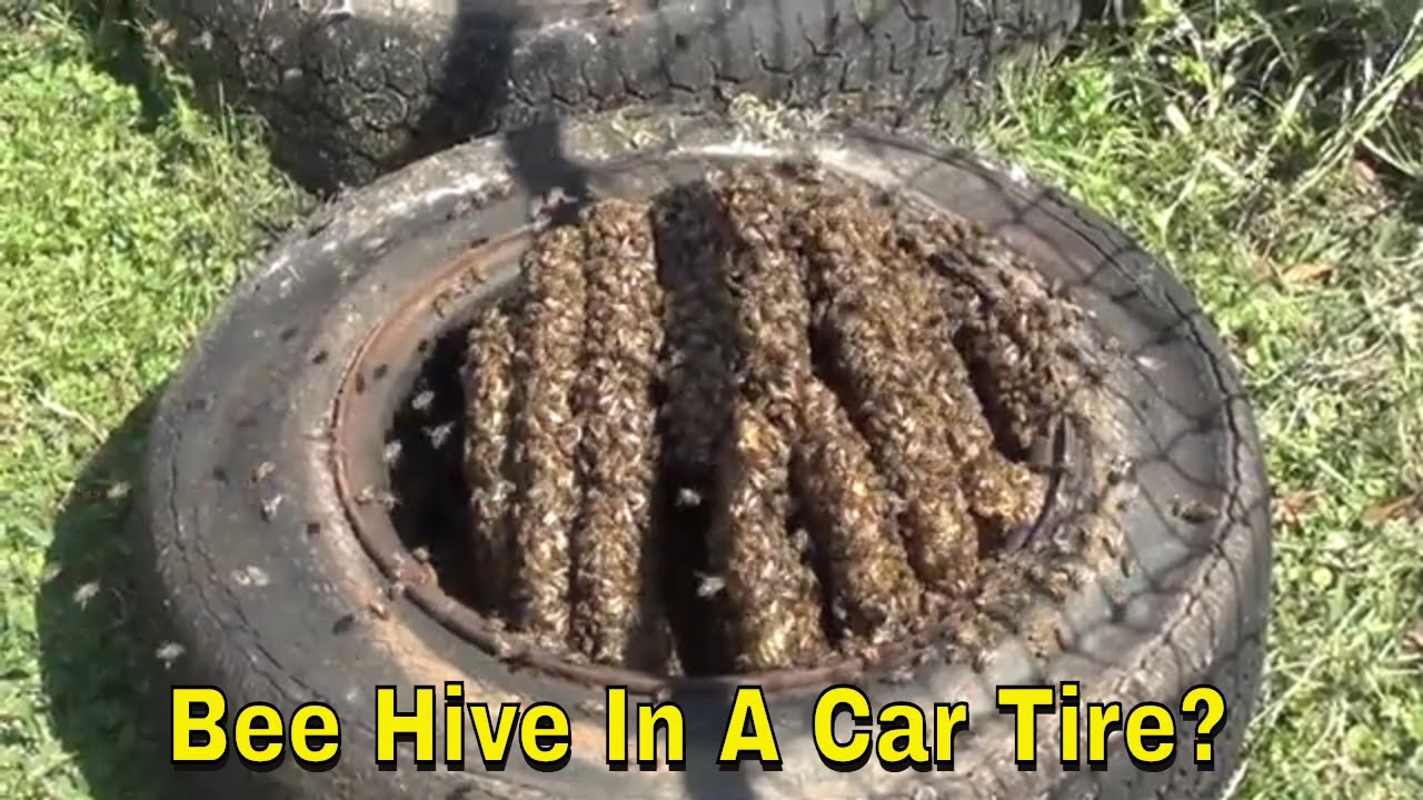 Keeping Bees In A Car Tire?