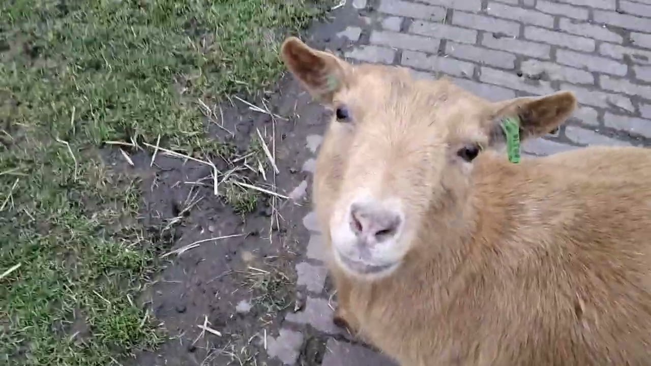Kinderboederij!!