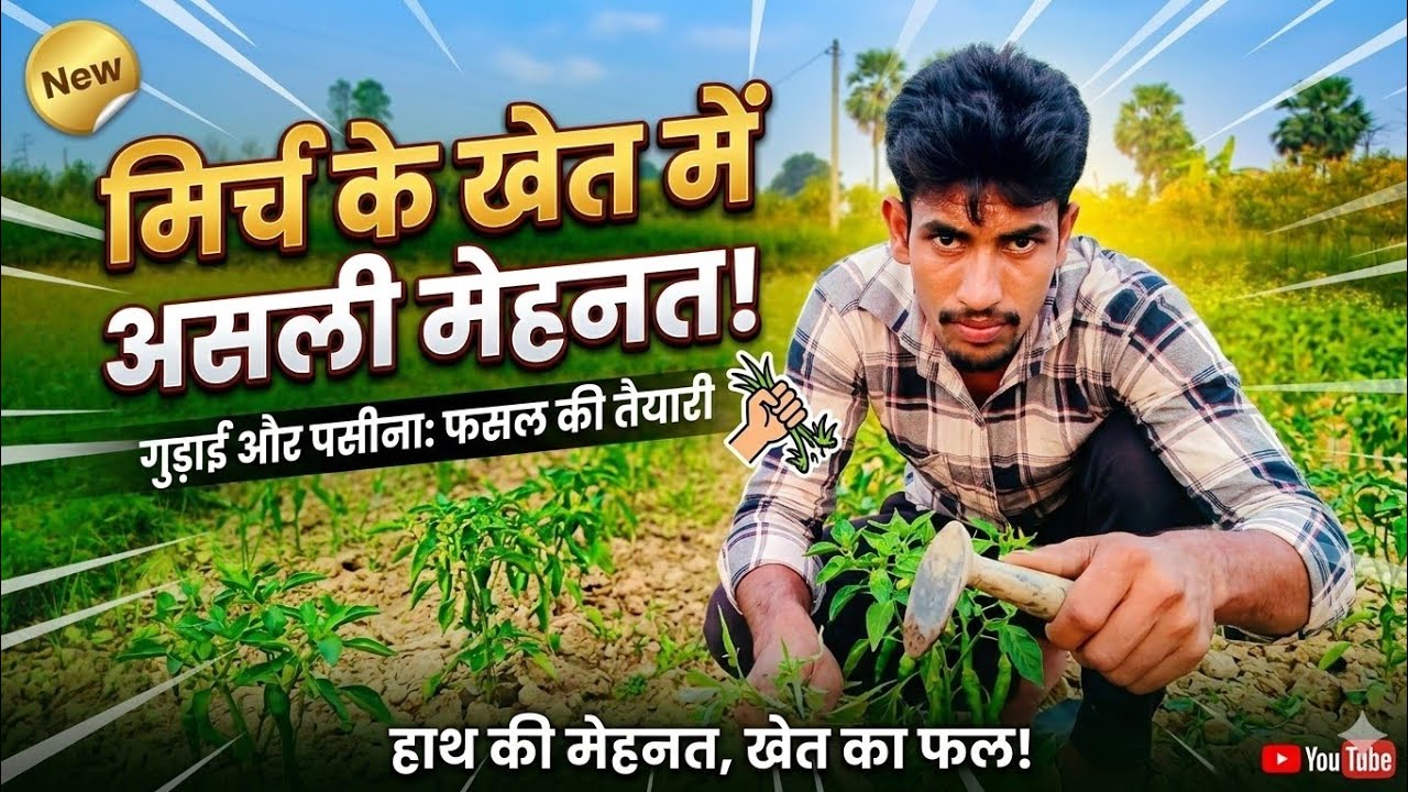 LIVE: गांव के खेत में मिर्च की खेती | बनतारा बाजपट्टी सीतामढ़ी बिहार