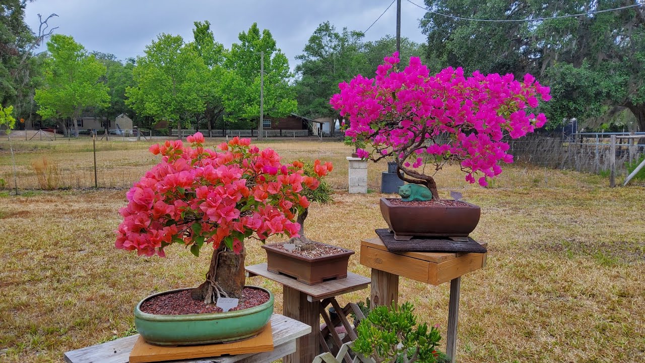 Bougainvillea bonsai repotting into a smaller pot, root pruning @Bonsai by the Samurai 