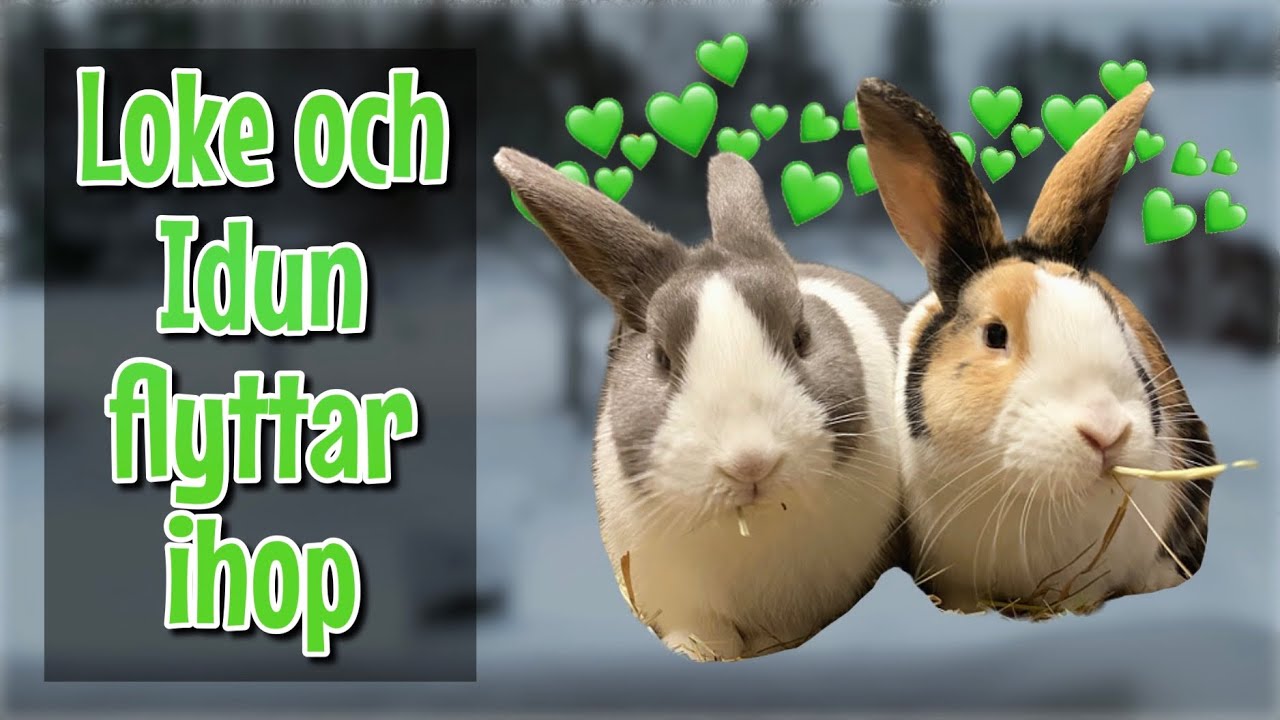 IHOPSÄTTNING MED KANINER ~Loke och Idun blir vänner