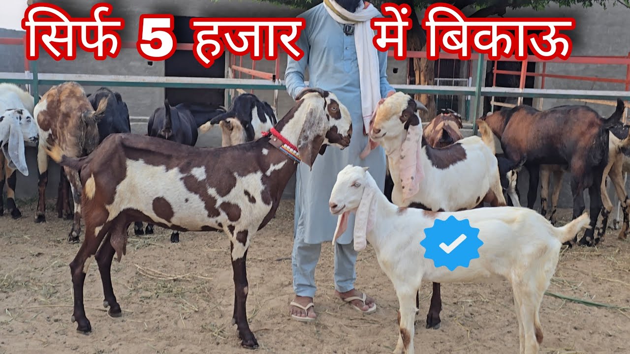 सिर्फ 5000 में शुरू बकरा और बकरियां  punjabi goat farm 
